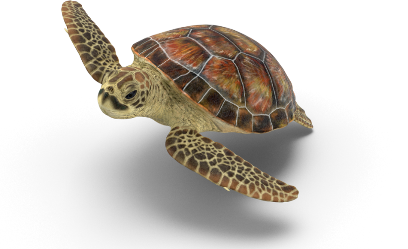 omega-sea-turtle-overhead